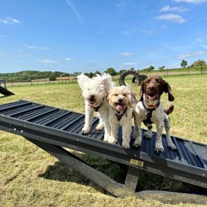 Sustainable dog agility equipment